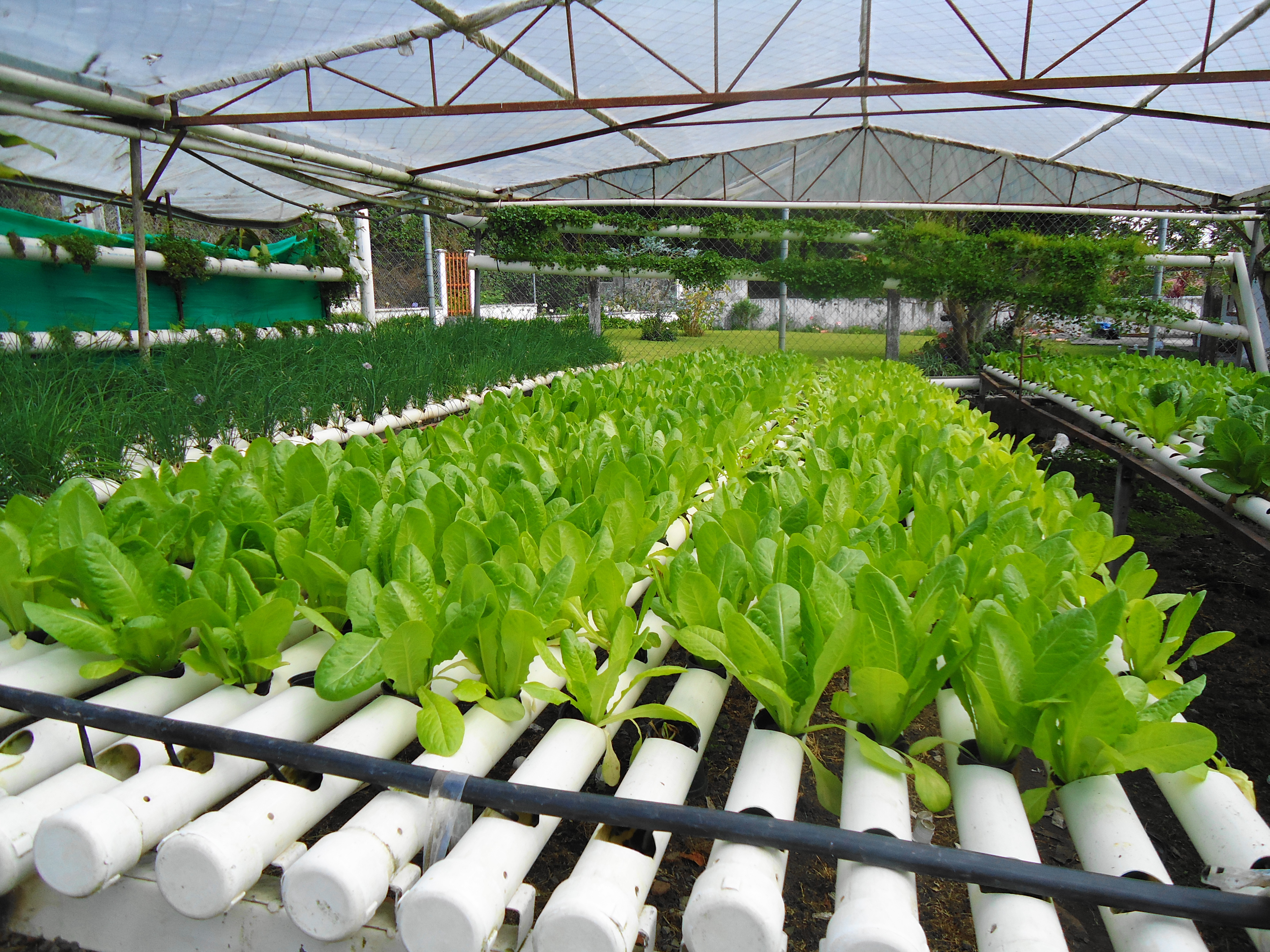 The Organic, Hydroponics Greenhouses of Boquete, Panama | Adventurous 